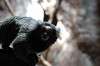 ueno_zoo_4567_mini.jpg