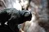 ueno_zoo_4568_mini.jpg