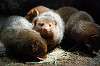 ueno_zoo_4570_mini.jpg