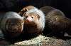 ueno_zoo_4571_mini.jpg