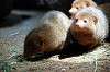 ueno_zoo_4572_mini.jpg