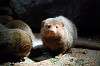 ueno_zoo_4573_mini.jpg