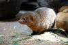 ueno_zoo_4574_mini.jpg