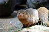 ueno_zoo_4575_mini.jpg