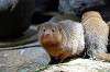 ueno_zoo_4576_mini.jpg