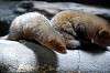 ueno_zoo_4577_mini.jpg