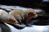 ueno_zoo_4578_mini.jpg