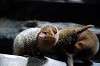 ueno_zoo_4579_mini.jpg