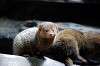 ueno_zoo_4580_mini.jpg