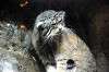 ueno_zoo_4581_mini.jpg