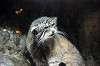 ueno_zoo_4582_mini.jpg