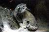 ueno_zoo_4583_mini.jpg