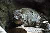 ueno_zoo_4585_mini.jpg