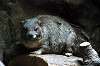 ueno_zoo_4586_mini.jpg