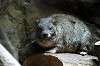 ueno_zoo_4587_mini.jpg