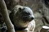 ueno_zoo_4588_mini.jpg