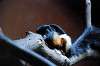 ueno_zoo_4590_mini.jpg