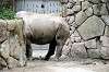 ueno_zoo_4591_mini.jpg