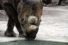 ueno_zoo_4592_mini.jpg