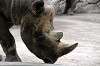 ueno_zoo_4593_mini.jpg