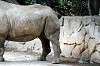 ueno_zoo_4595_mini.jpg