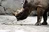 ueno_zoo_4598_mini.jpg