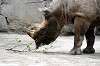ueno_zoo_4599_mini.jpg