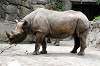 ueno_zoo_4600_mini.jpg