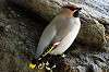 ueno_zoo_4603_mini.jpg