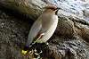 ueno_zoo_4604_mini.jpg