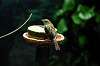 ueno_zoo_4605_mini.jpg