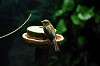 ueno_zoo_4607_mini.jpg
