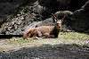 ueno_zoo_4608_mini.jpg