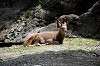 ueno_zoo_4609_mini.jpg