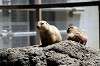 ueno_zoo_4610_mini.jpg