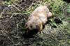 ueno_zoo_4611_mini.jpg