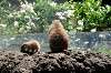 ueno_zoo_4612_mini.jpg