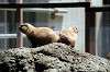 ueno_zoo_4613_mini.jpg