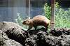 ueno_zoo_4614_mini.jpg