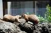 ueno_zoo_4615_mini.jpg