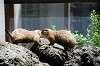ueno_zoo_4617_mini.jpg