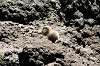 ueno_zoo_4618_mini.jpg