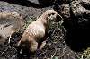 ueno_zoo_4619_mini.jpg