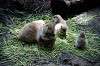ueno_zoo_4621_mini.jpg