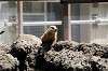 ueno_zoo_4625_mini.jpg