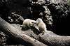 ueno_zoo_4626_mini.jpg
