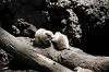 ueno_zoo_4627_mini.jpg