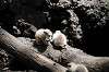 ueno_zoo_4628_mini.jpg