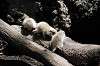 ueno_zoo_4629_mini.jpg