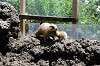 ueno_zoo_4631_mini.jpg